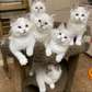 Ragdoll For  Sale Kittens / Cats & Kittens for Sale in UAE