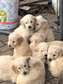 Golden retriever puppies