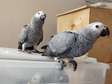 African Grey parrots for an incredibly affordable fee