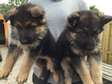 German Shepherd puppies available now.