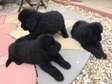 newfoundland  puppies for rehoming