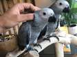 Precious African Grey Parrots