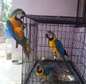 Blue and Gold Macaw parrots