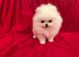 Beautiful Pomeranian puppies for good home