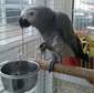 african grey parrot,eggs and weaned babies