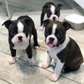 Precious Boston terrier Puppies