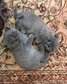 British short hair kittens for adoption