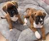 Boxer Puppies available