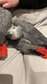 Hand reared MALE AFRICAN GREY !! RELISTED