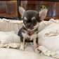 Lovely Chihuahua puppy