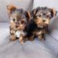 Yorkie puppies available now