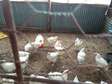 Broiler chicken for sale