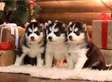 Husky puppies for adoption.