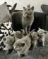 Blue British Shorthair kittens for adoption.