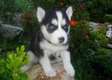 Siberian Husky Pups from Champion Lines