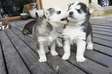 Special little Husky puppies
