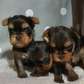 Male and Female Yorkie puppy for sale