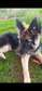 German Shepherd puppy Female
