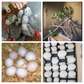 African Grey and Fertile Eggs