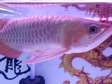 Magnificent Super Red Arowana And Other