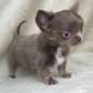 Chihuahua puppy male for adoption