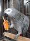Talking African Grey Parrots for Sale - Bird Breeders