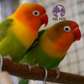 Fischer's Lovebirds