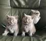British Shorthair kittens for adoption.