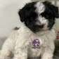 Havanese Terriers