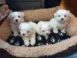Super Adorable Teacup Maltese Puppies For Sale.