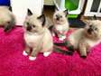 Ragdoll kittens for adoption.
