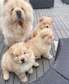 Chow Chow puppies available now.