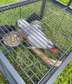 Tamed African greys