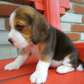 Beagles puppy