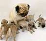 Pug puppies for Rehoming