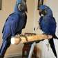 Hyacinth Macaw parrots ready for their new home.