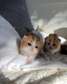Cute Munchkin Kittens for sale