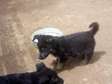 Bie colour GSD puppies