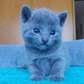 We have Lovely Russian Blue kittens.