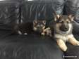Quality German Shepherd puppies for sale