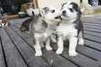 Siberian Husky puppies for sale.