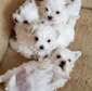 PURE BREED MALTESE PUPPIES