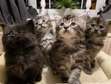 Maine Coon kittens ready for their new home.