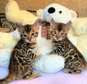 Bengal kittens available now