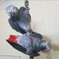 African Grey Congo Breeding pair For sale