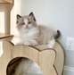 Ragdoll Kittens  For Sale  & Pets Food For Sale
