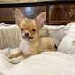 Male Chihuahua puppy for pet lovers