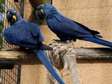 Hyacinth Macaw parrots for sale.