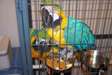 Blue and Gold Macaw with Cage
