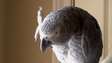 African grey parrot